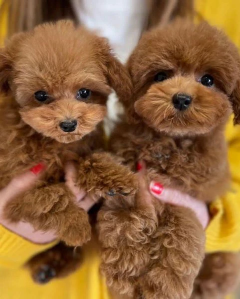 Disponibili 3 cuccioli di barboncino toy per adozione | Foto 2