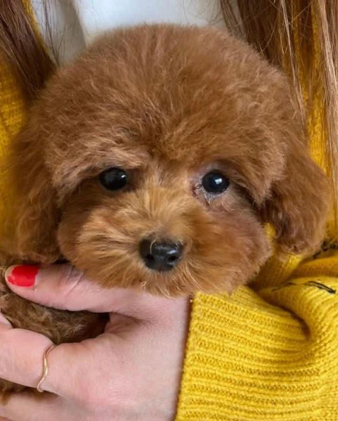 Disponibili 3 cuccioli di barboncino toy per adozione | Foto 1