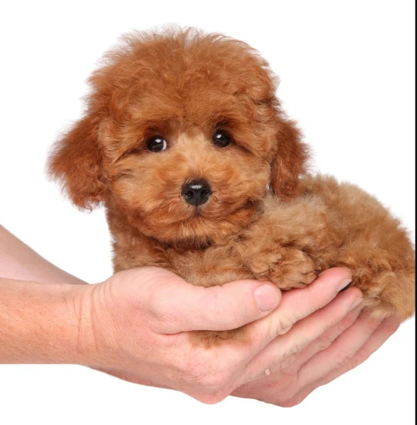 Disponibili cuccioli di barboncino toy per adozione | Foto 1