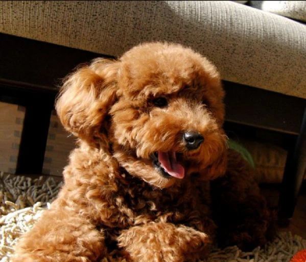 Disponibili due cuccioli di barboncino toy per adozione | Foto 2