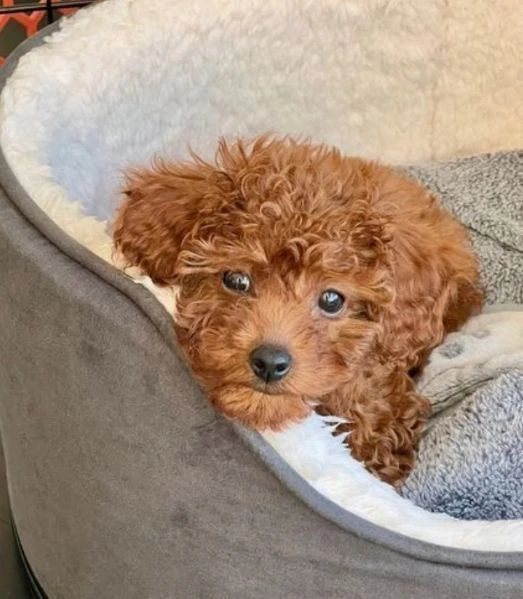 Disponibili due cuccioli di barboncino toy per adozione | Foto 2