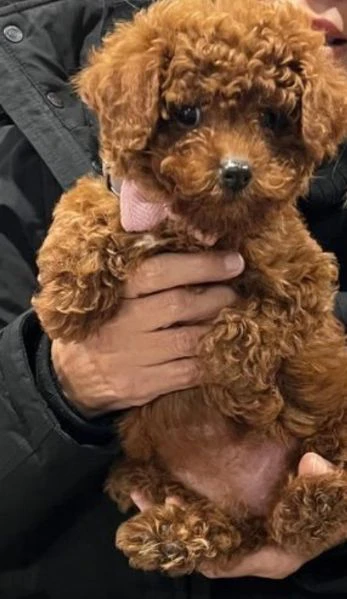 Disponibili due cuccioli di barboncino toy per adozione | Foto 1