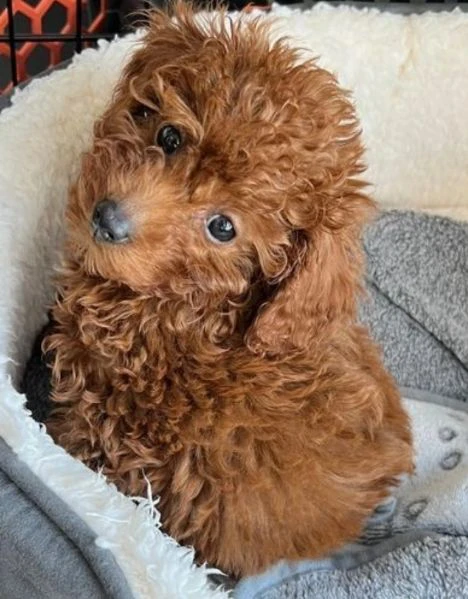 Disponibili due cuccioli di barboncino toy per adozione