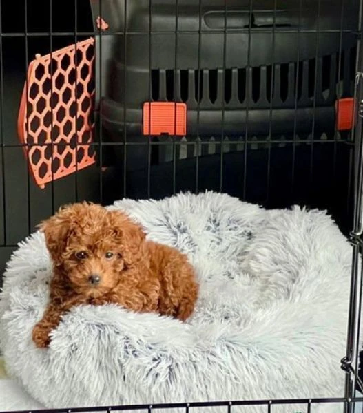 Meravigliosi barboncini toy disponibili !! | Foto 3