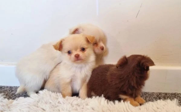  Disponibili cuccioli di chihuahua PL ALLEVATI CON AMORE per adozione | Foto 6