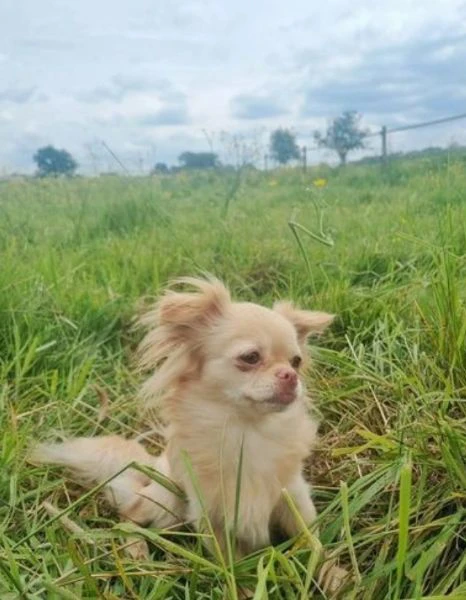  Disponibili cuccioli di chihuahua PL ALLEVATI CON AMORE per adozione | Foto 4
