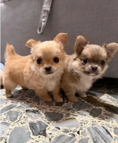  Disponibili cuccioli di chihuahua PL ALLEVATI CON AMORE per adozione | Foto 2