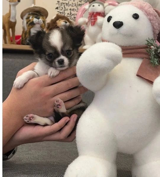  Disponibili cuccioli di chihuahua PL ALLEVATI CON AMORE per adozione | Foto 3