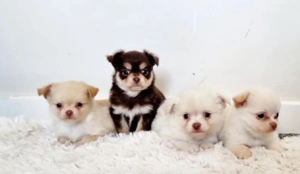  Disponibili cuccioli di chihuahua PL ALLEVATI CON AMORE per adozione | Foto 3