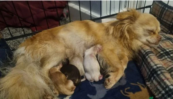  Disponibili cuccioli di chihuahua PL ALLEVATI CON AMORE per adozione | Foto 1