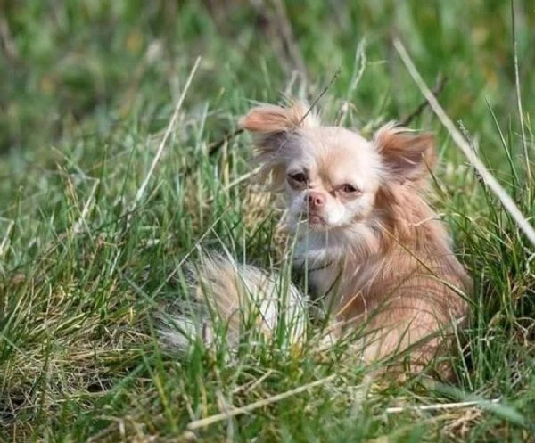  Disponibili cuccioli di chihuahua PL ALLEVATI CON AMORE per adozione | Foto 2