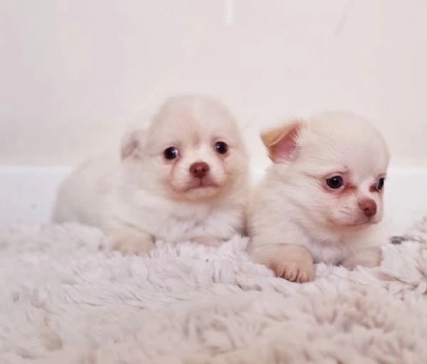  Disponibili cuccioli di chihuahua PL ALLEVATI CON AMORE per adozione | Foto 2