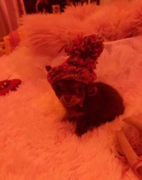  Disponibili cuccioli di chihuahua PL ALLEVATI CON AMORE per adozione | Foto 1