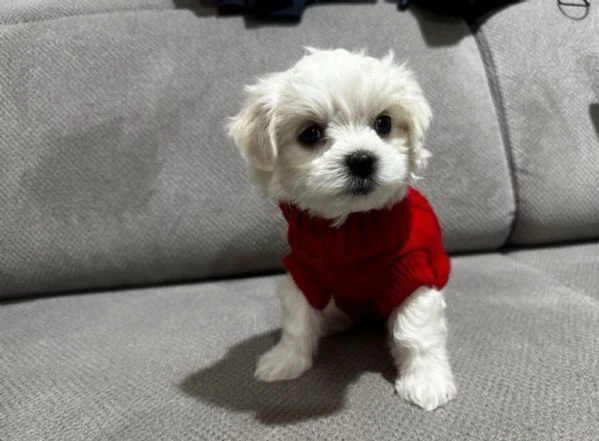 cuccioli di Maltese ALLEVATI CON AMORE per adozione | Foto 5