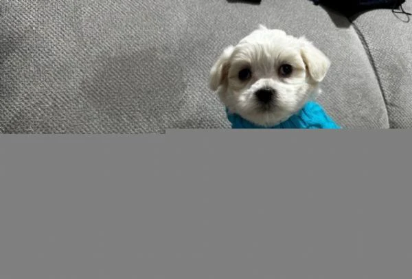 cuccioli di Maltese ALLEVATI CON AMORE per adozione | Foto 2