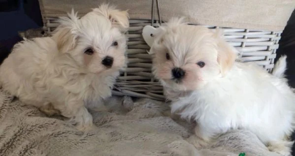 cuccioli di Maltese ALLEVATI CON AMORE per adozione | Foto 3