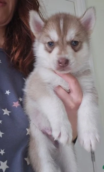 CUCCIOLI DI SIBERIAN HUSKY ALLEVATI CON AMORE per adozione | Foto 3
