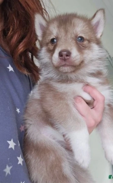 CUCCIOLI DI SIBERIAN HUSKY ALLEVATI CON AMORE per adozione | Foto 1