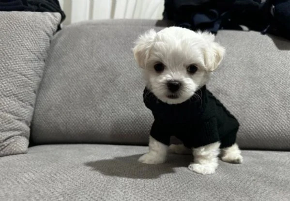 cuccioli di Maltese ALLEVATI CON AMORE per adozione | Foto 2