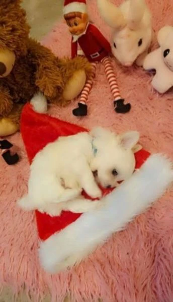 ALLEVATI CON AMORE per adozione  cuccioli di Maltese  | Foto 1