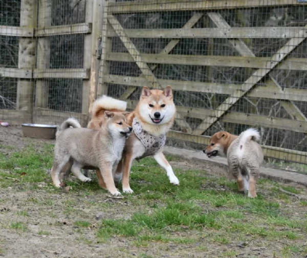 cucciolo di Shiba Inu per adozione