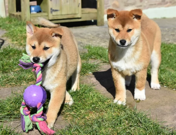 cucciolo di Shiba Inu per adozione
