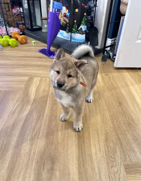 cucciolo di Shiba Inu per adozione | Foto 0