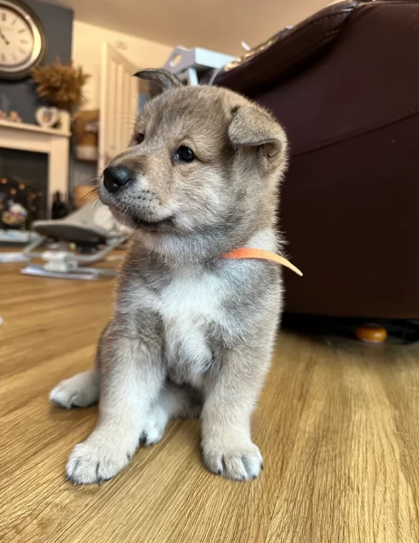 cucciolo di Shiba Inu per adozione | Foto 2