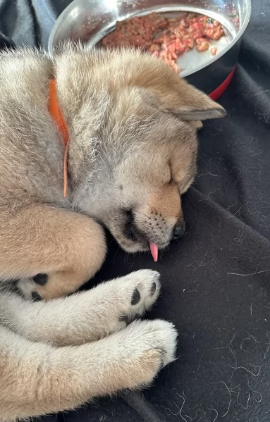 cucciolo di Shiba Inu per adozione | Foto 1