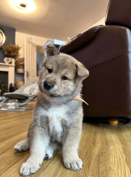 cucciolo di Shiba Inu per adozione | Foto 0