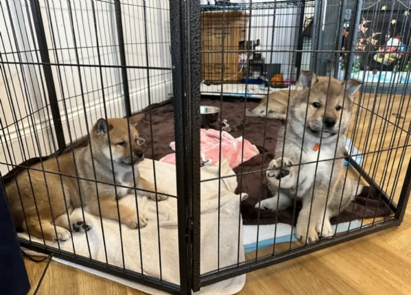 cucciolo di Shiba Inu per adozione