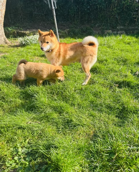 cucciolo di Shiba Inu per adozione | Foto 0