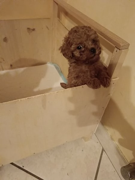 Barboncino Toy Red con pedigree ENCI  | Foto 3