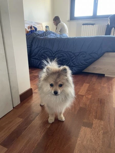 Cucciolo spitz pomerania | Foto 6