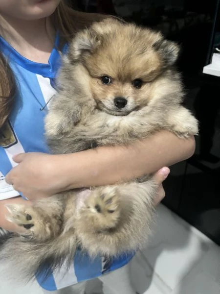 Cucciolo spitz pomerania | Foto 5