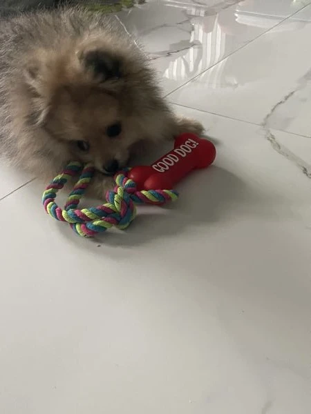 Cucciolo spitz pomerania | Foto 4