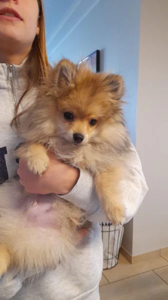 Cucciolo spitz pomerania | Foto 3