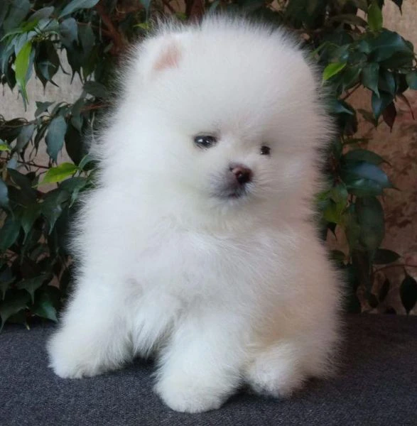 Dolci cuccioli di Volpino Pomerania | Foto 2