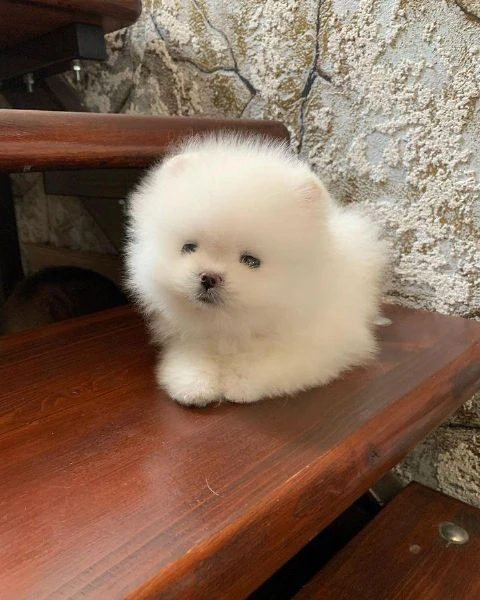 Dolci cuccioli di Volpino Pomerania | Foto 1