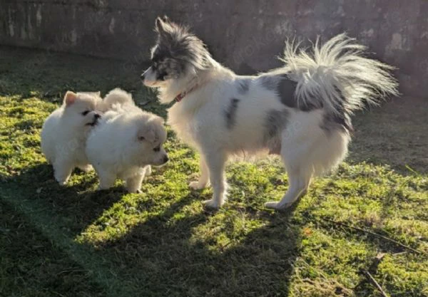 Home adorabili cuccioli di pomerania | Foto 1