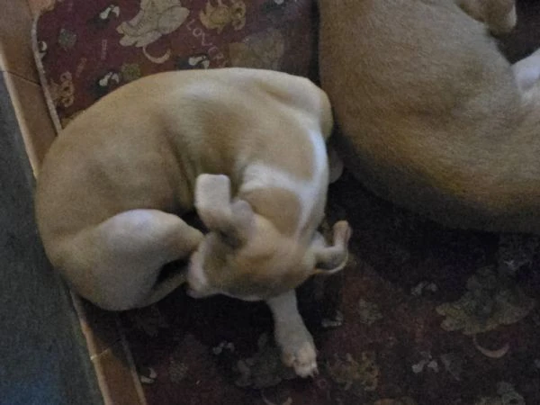 cuccioli Levriero | Foto 7