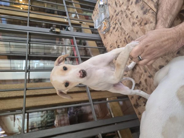 cuccioli Levriero | Foto 6