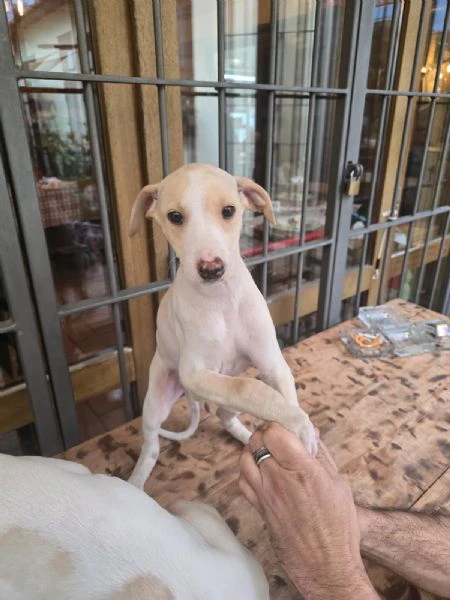 cuccioli Levriero | Foto 5