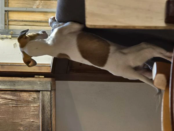 cuccioli Levriero | Foto 4