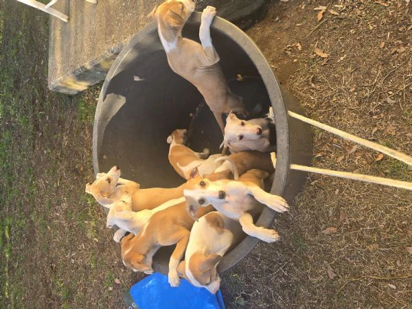 cuccioli Levriero | Foto 3