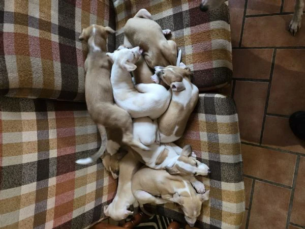 cuccioli Levriero | Foto 2