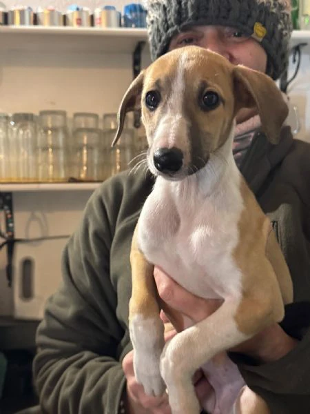 cuccioli Levriero | Foto 1