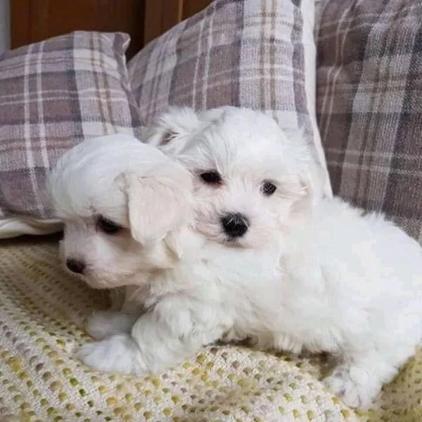 Maltese toy cuccioli | Foto 3