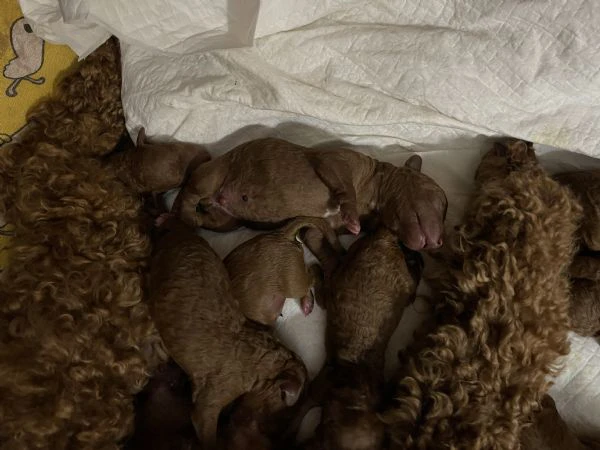 Barboncini red/fulvo