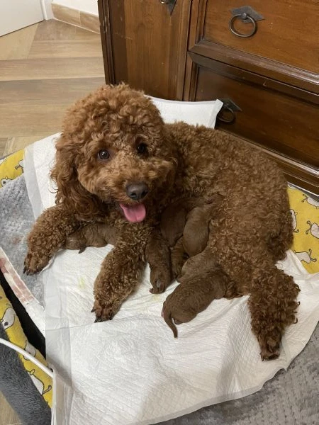 Barboncini red/fulvo | Foto 4